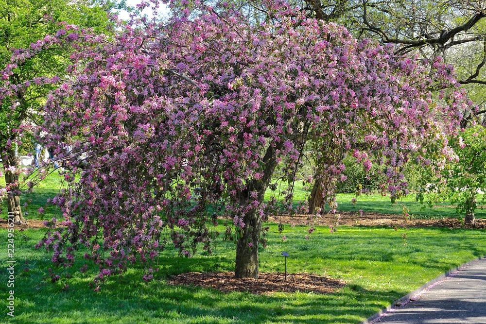 Crabapple tree in full bloom at the Brooklyn Botanic Garden, New York City.