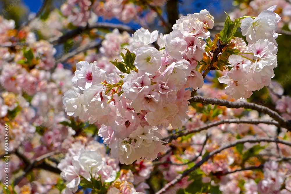 Obraz premium Close-up of the branches of a cherry blossom tree in full bloom.