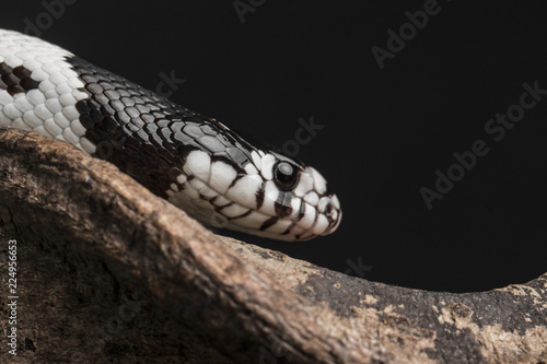 Black and white snake photo