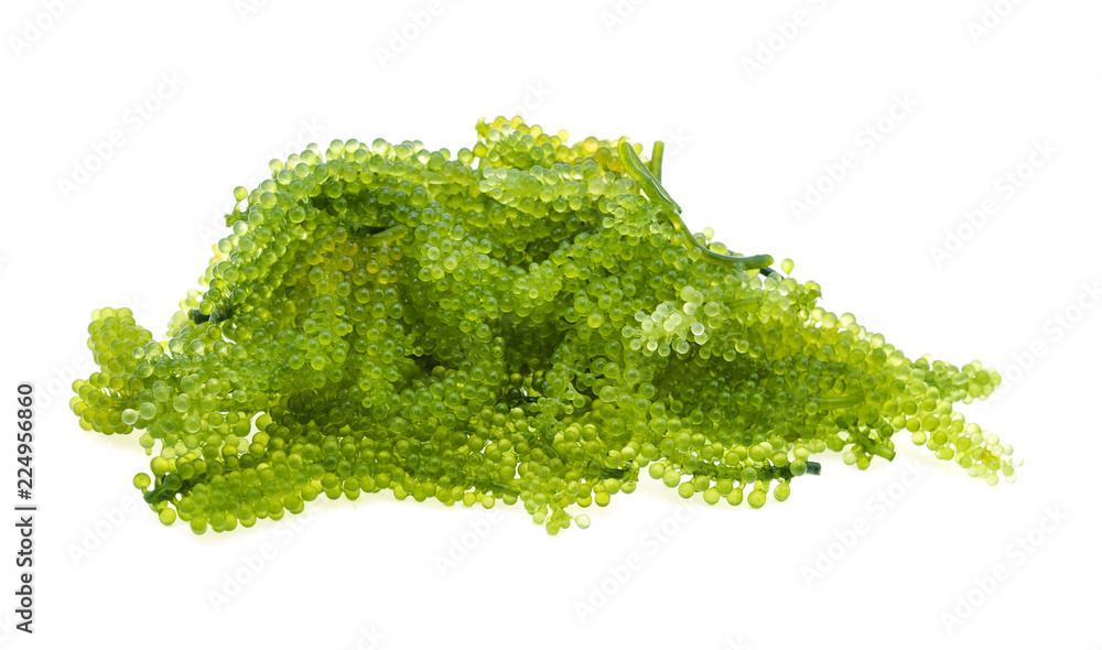 Fototapeta premium Umi-budou, grapes seaweed or green caviar isolated on white background