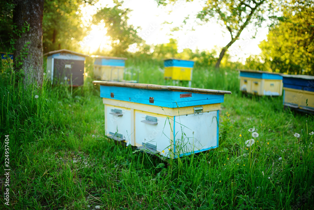 Polish landscape with beehives on ecological field Polish landscape with beehives on ecological field
