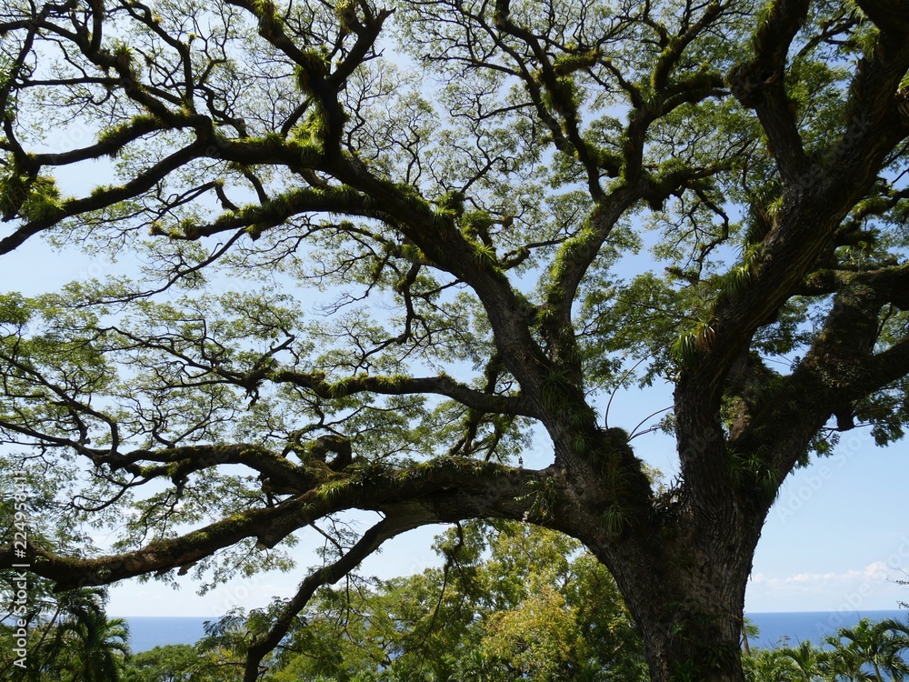A giant Saman tree approximately 400 years old brought to St. Kitts by Amerindians is one of the attractions at the Caribelle Batik compound. A giant Saman tree approximately 400 years old brought to St. Kitts by Amerindians is one of the attractions at the Caribelle Batik compound.