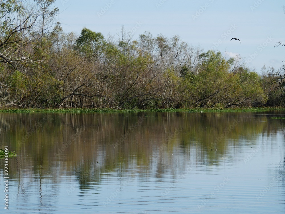 Louisiana Swamps. Tours to the marshlands of Louisiana is one of the attractions offered by companies in New Orleans. Louisiana Swamps. Tours to the marshlands of Louisiana is one of the attractions offered by companies in New Orleans.