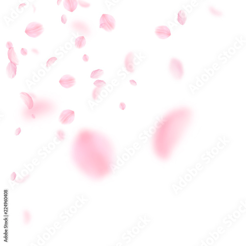 Sakura petals falling down. Romantic pink flowers corner. Flying petals on white square background. 