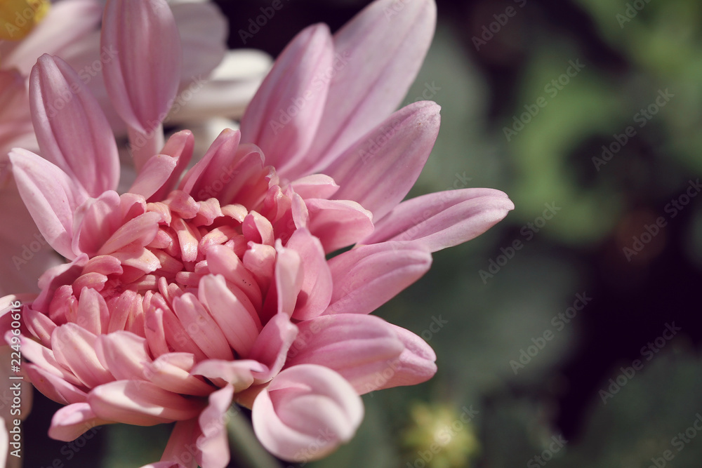 close up of pink chrysanthemum in autumn close up of pink chrysanthemum in autumn