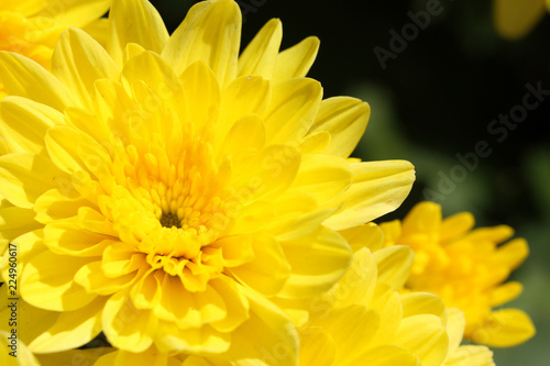 close up of yellow chrysanthemum in autumn