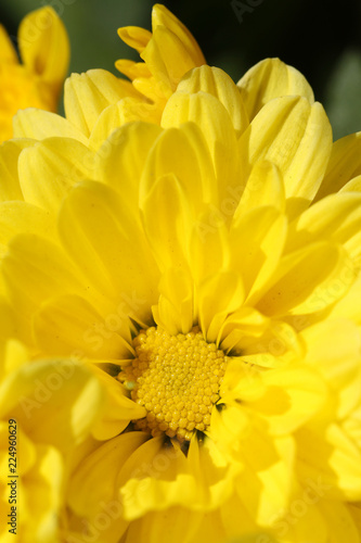 close up of yellow chrysanthemum in autumn