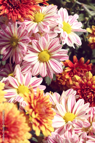 close up of pink chrysanthemum in autumn