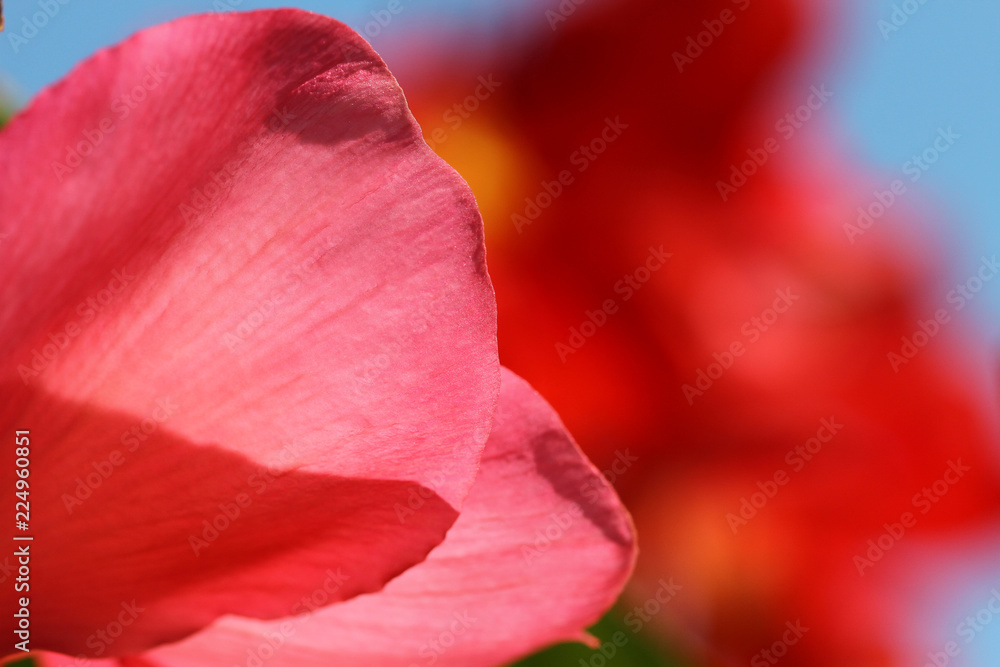 red petal of backlight red petal of backlight