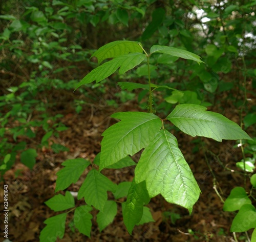 Close-up of poison ivy plant, a flowering plant known for causing itchiness and irritation or painful rash when you touch it.