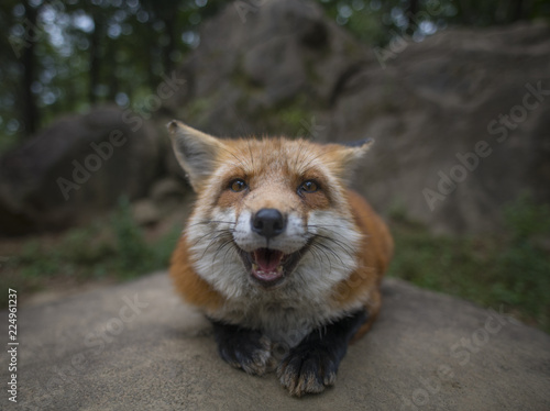Happy Fox