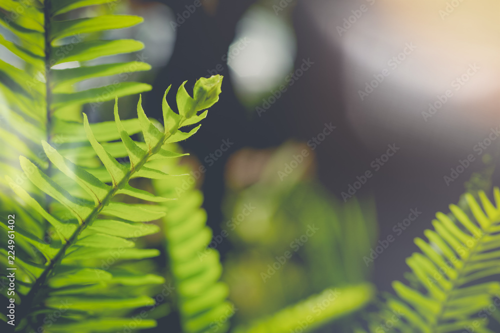Fern Leaf stalk Green spring foliage background : Fern leaves vary in the relationship of the petiole, or leaf stalk