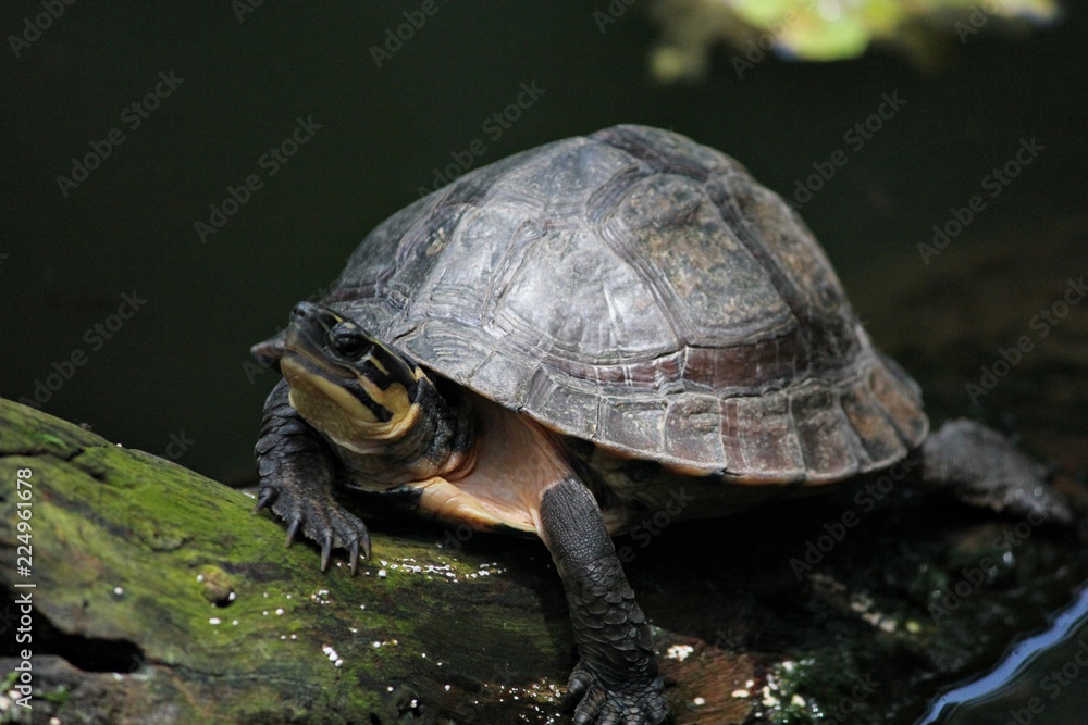 Fototapeta premium Turtle basking in the sun on a big log