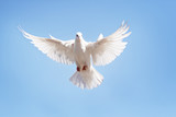 full body of white feather pigeon flying against clear blue sky