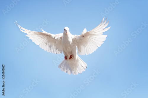 full body of white feather pigeon flying against clear blue sky