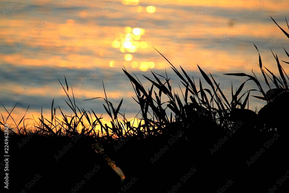 Silhouette of bushes with sunset skies