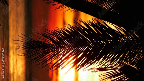 Coconut leaves silhouetted in sunset, portrait view