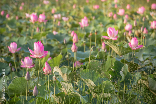 beautiful blooming of pink lotus in pool nature,lily water flower blossom