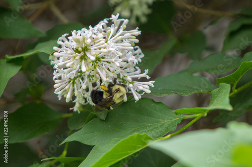 Bumble