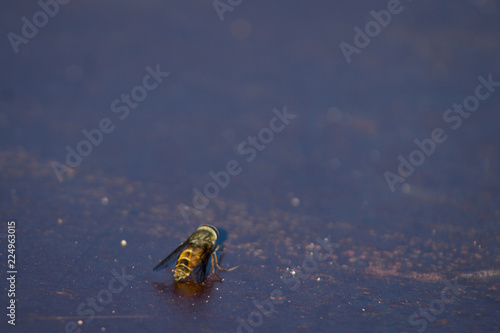 Deer Fly