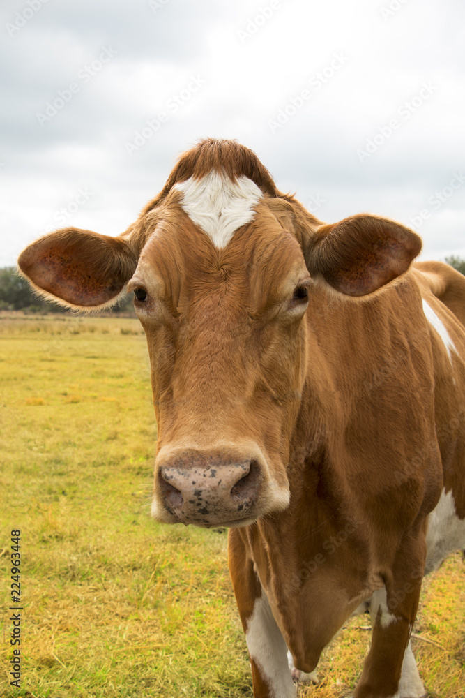 cow in a field