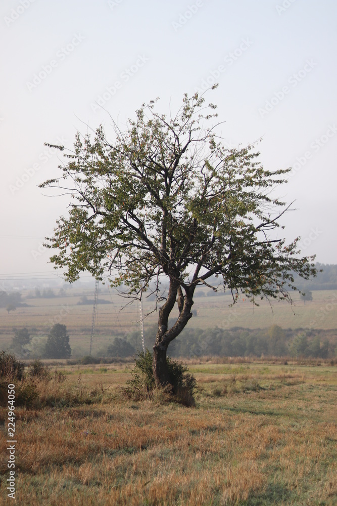 Lonely tree on a foggy morning Lonely tree on a foggy morning