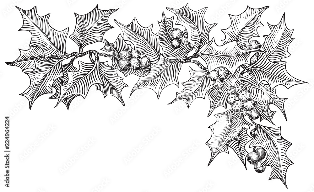 Vintage Merry christmas border. Vector holly branches isolated on white ...