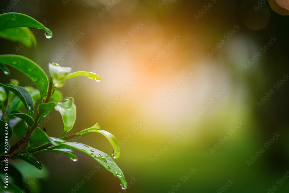 Green leaves on the branches tree with sunlight in the morning.
