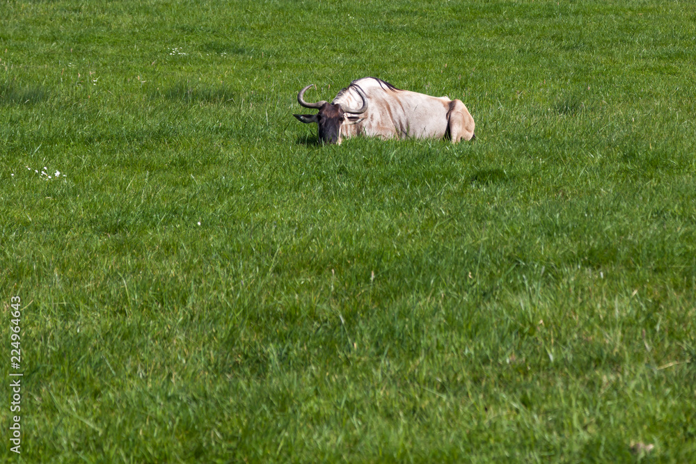 Obraz premium A Brindled Wildebeest Laying in the Grass