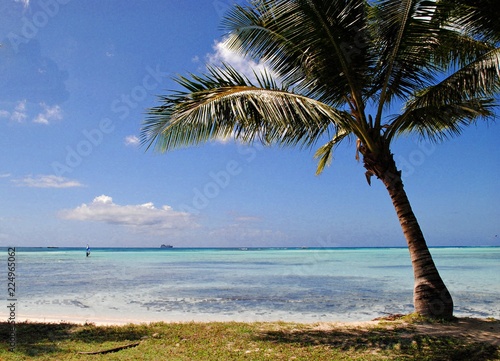 Fototapeta Naklejka Na Ścianę i Meble -  A lone coconut tree by the Micro Beach, Saipan provides shade to picnickers. 