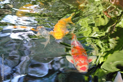 Huge red and yellow koi fish swimming in an outdoor pond 