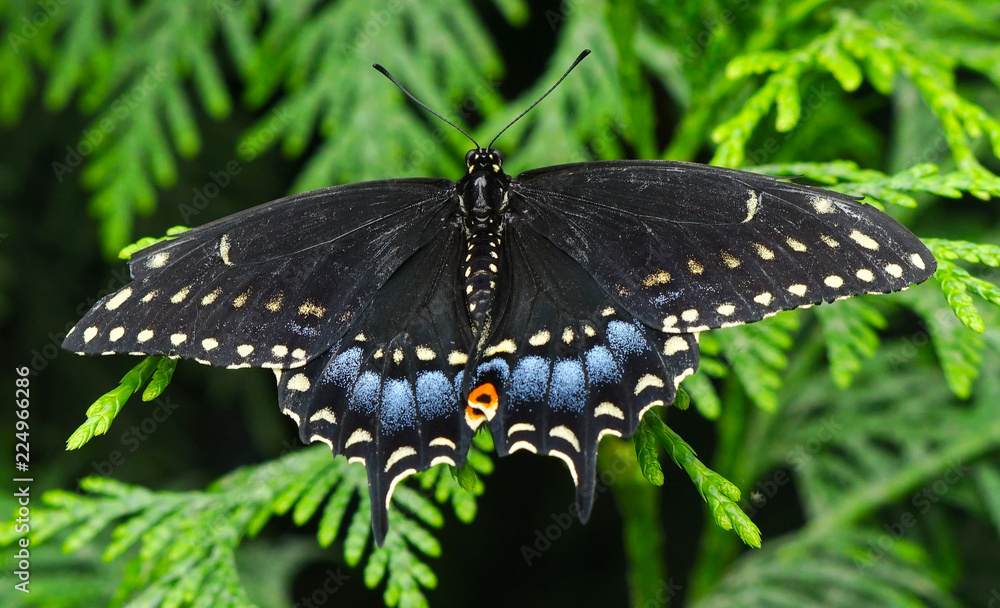 Fototapeta premium Back Swallowtail Butterfly Seattle Washington