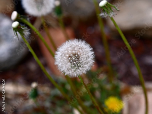 Dandelion flower early in the morning  with seeds ready to blow