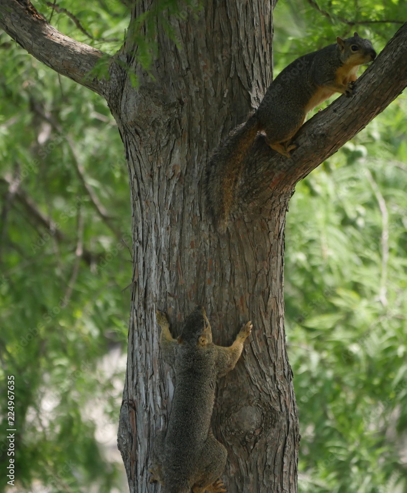 Two squirrels chasing each other up a tree Two squirrels chasing each other up a tree