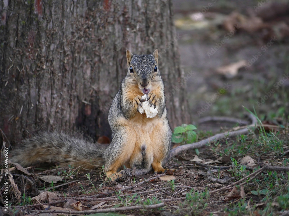 Obraz premium Medium close up of squirrel eating bread