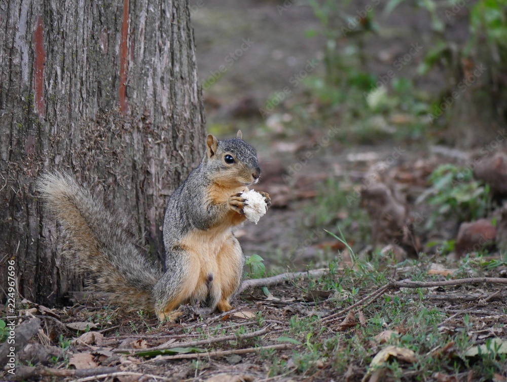 Small squirrel standing infront of a big tree holding a big piece of white bread in his hands Small squirrel standing infront of a big tree holding a big piece of white bread in his hands