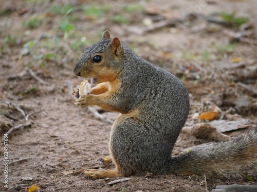 Little brown squirrel sitting side view eating a piece of bread