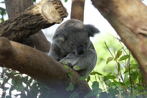 Canvas Print Koala on a Tree