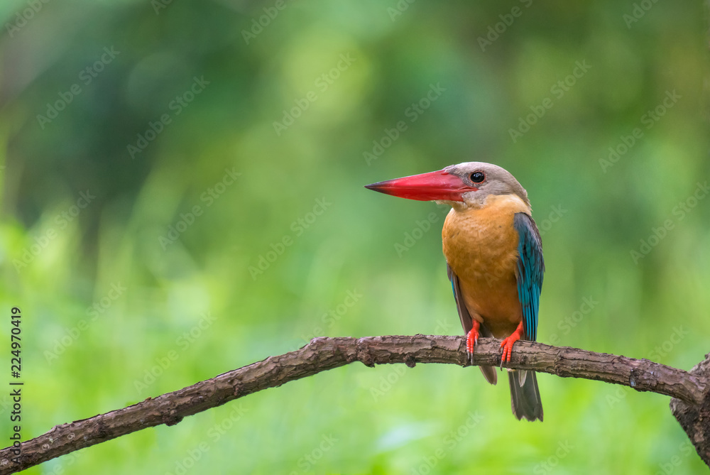 stork-billed kingfisher bird,on branch,with green background in nature