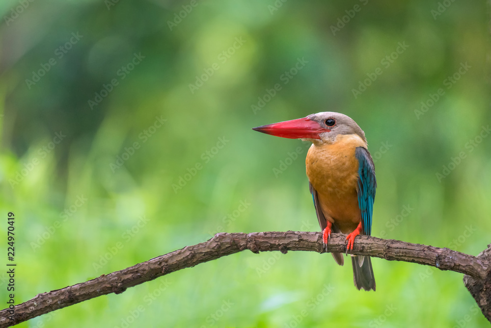 stork-billed kingfisher bird,on branch,with green background in nature stork-billed kingfisher bird,on branch,with green background in nature