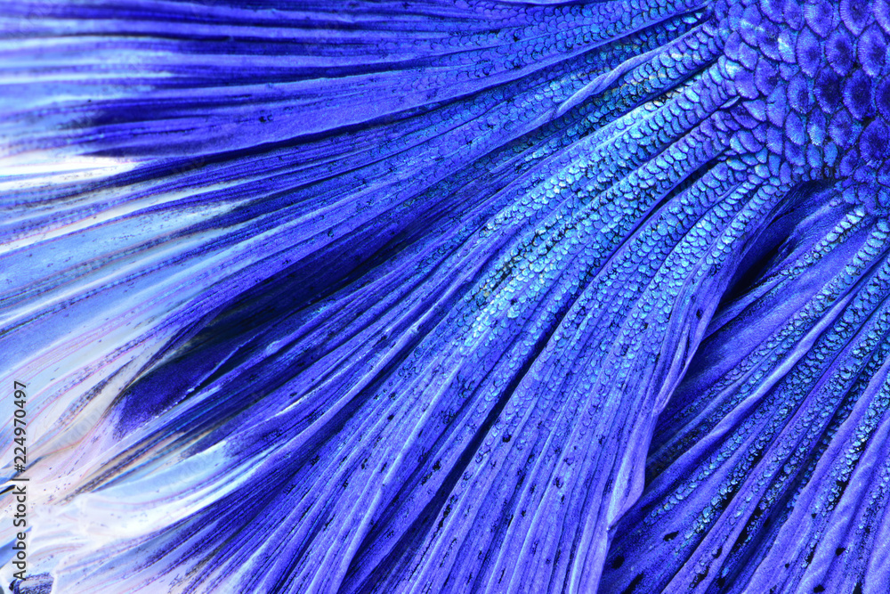 Obraz premium Super blue Betta Siamese fighting fish. The head is white and inserted in red. Fins and tail like long skirts, half moon tail, perfect fish elegance. Fish that are native to Thailand.Fight to compete.