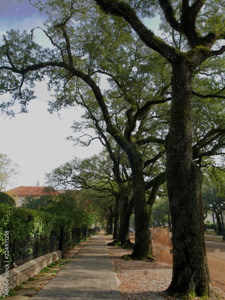 Tree-lined walkway along outside residential houses
