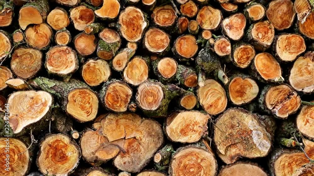 Gradually focus at Heap of wood logs ready for winter. Stack of chopped firewood. A pile of woods in the house storage. Raw barked wood logs in a storage. Gradually focus at Heap of wood logs ready for winter. Stack of chopped firewood. A pile of woods in the house storage. Raw barked wood logs in a storage.