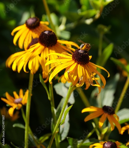 Close up of Black-eyed susan flowers in the garden, with a bee sipping nectar from one of the flowers