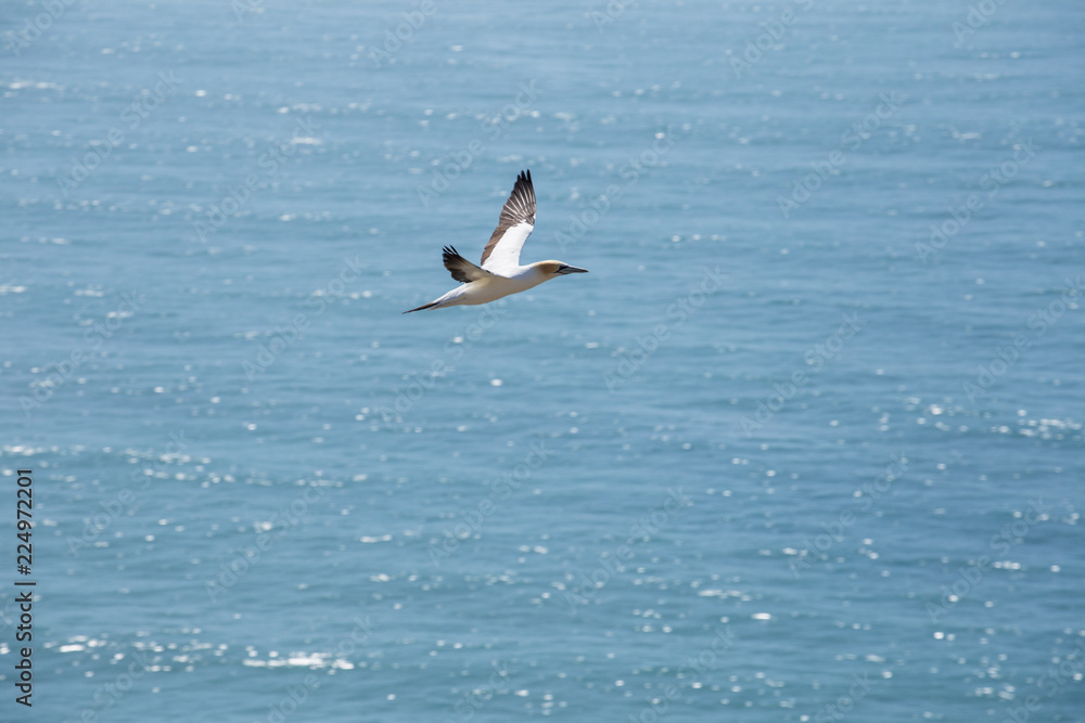Naklejka premium Gannet flying 9