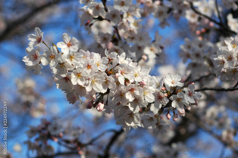 Beautiful cherry blossom sakura Beautiful cherry blossom sakura