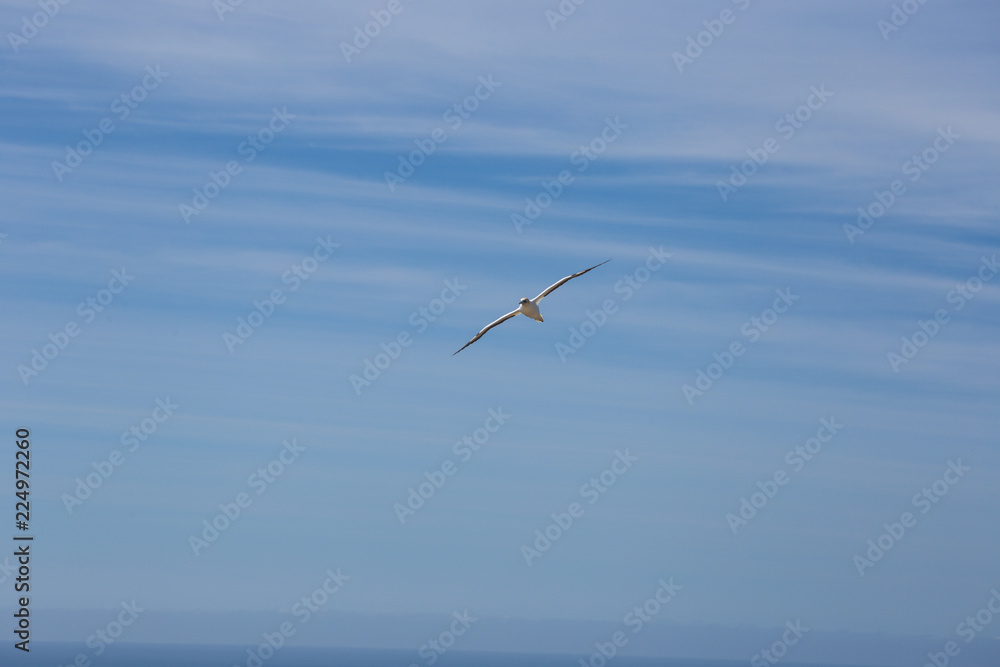 Gannet bird flying on a blue clear sky Gannet bird flying on a blue clear sky