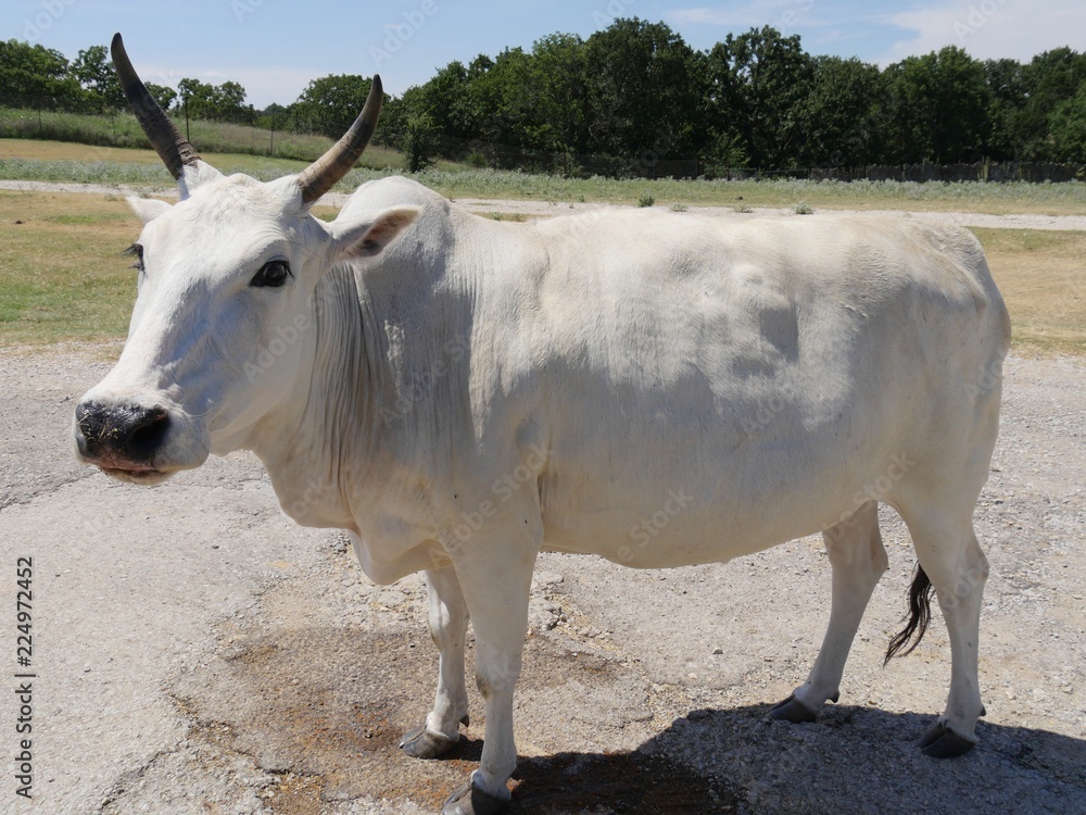 White cow standing by the roadside in a pasture White cow standing by the roadside in a pasture