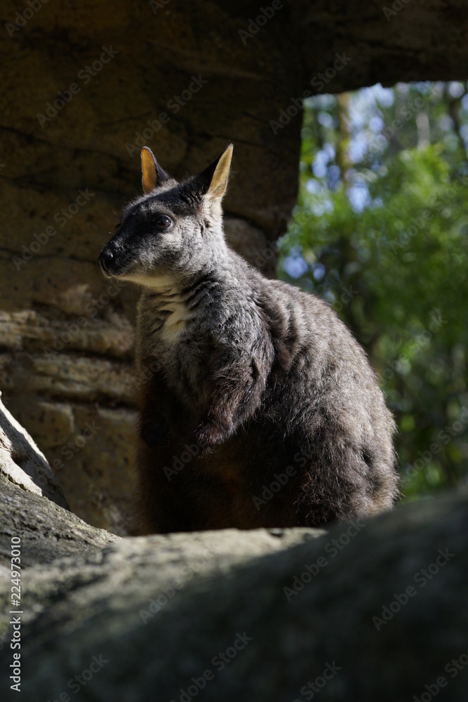 Naklejka premium Just another Wallaby
