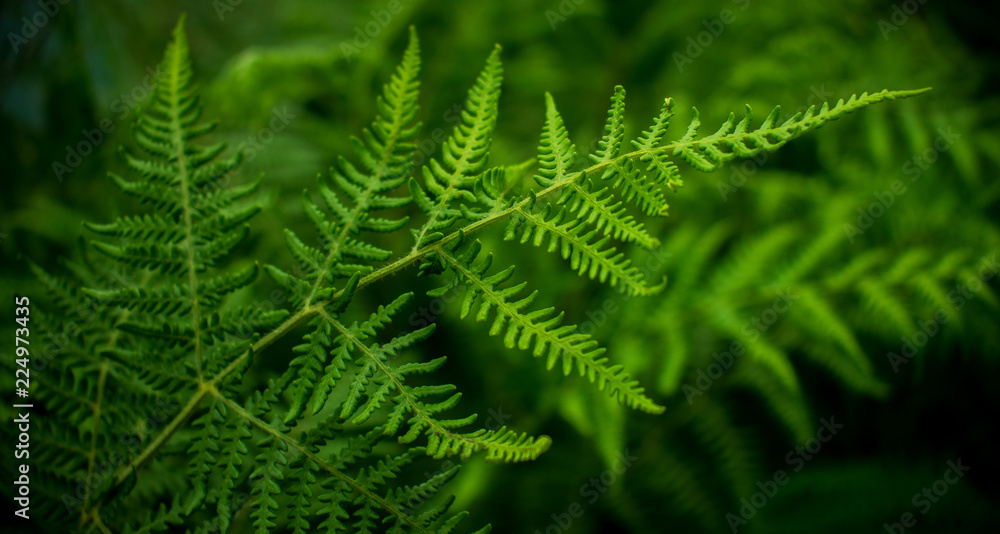 A green algae Leaf A green algae Leaf
